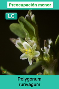 Polygonum rurivagum