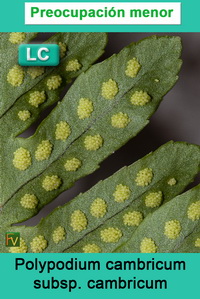 Polypodium cambricum cambricum