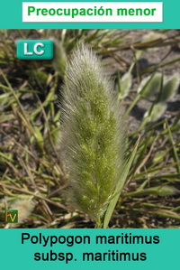 Polypodium monspeliensis