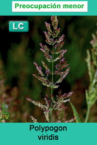 Polypogon viridis