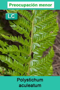 Polystichum aculeatum