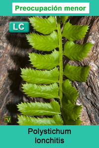 Polystichum lonchitis