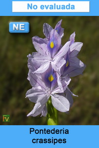 Pontederia crassipes