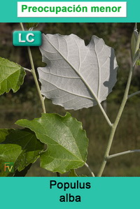 Populus alba