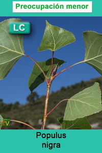 Populus nigra