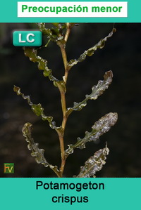 Potamogeton crispus