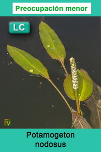 Potamogeton nodosus