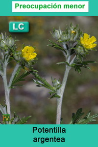 Potentilla argentea