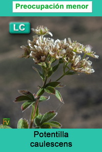 Potentilla caulescens