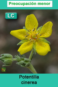 Potentilla cinerea