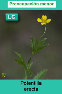 Potentilla erecta