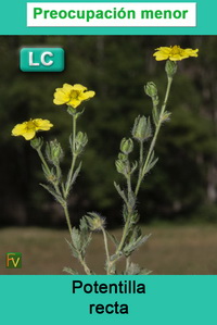 Potentilla recta