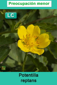 Potentilla reptans