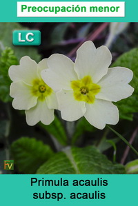 Primula acaulis acaulis