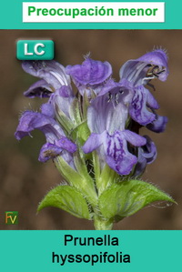 Prunella hyssopifolia