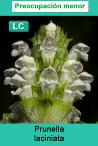 Prunella laciniata