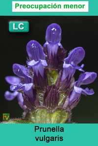 Prunella vulgaris