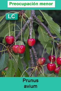 Prunus avium