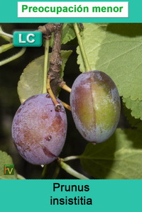 Prunus insistitia
