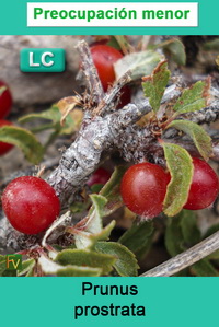 Prunus prostrata