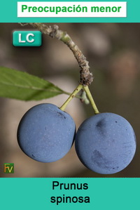 Prunus spinosa