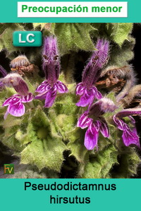 Pseudodictamnus hirsutus