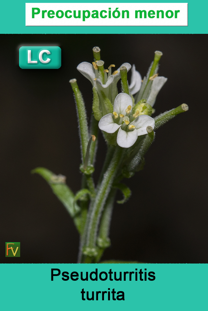 Pseudoturritis turrita