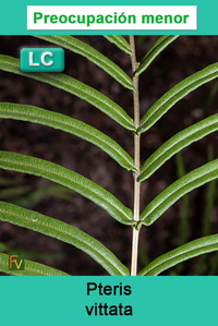 Pteris vittata