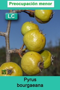 Pyrus bourgaeana