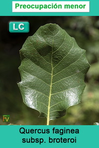 Quercus faginea broteroi