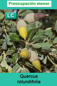 Quercus rotundifolia