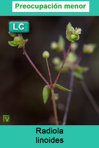 Radiola linoides