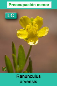 Ranunculus arvensis