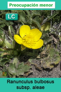 Ranunculus bulbosus aleae