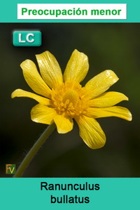 Ranunculus bullatus