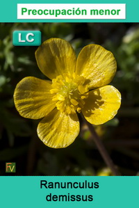Ranunculus demissus