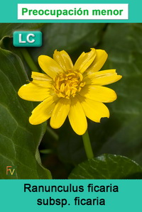 Ranunculus ficaria ficaria