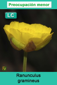 Ranunculus gramineus