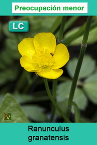Ranunculus granatensis