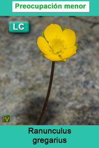 Ranunculus gregarius
