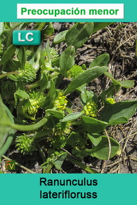 Ranunculus laterifloruss