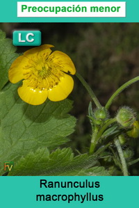 Ranunculus macrophyllus