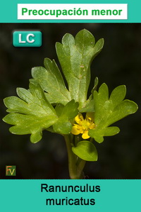 Ranunculus muricatus