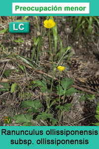 Ranunculus ollissiponensis ollissiponensis
