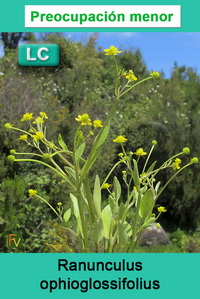 Ranunculus ophioglossifolius