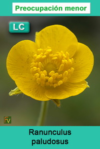 Ranunculus paludosus