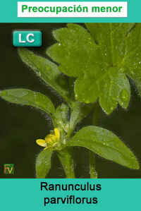 Ranunculus parviflorus