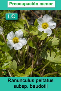Ranunculus peltatus baudotii
