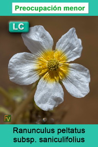 Ranunculus peltatus saniculifolius