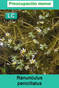Ranunculus penicillatus